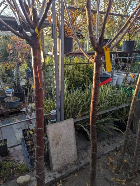 FRUITIERS-GROSSE-SECTION