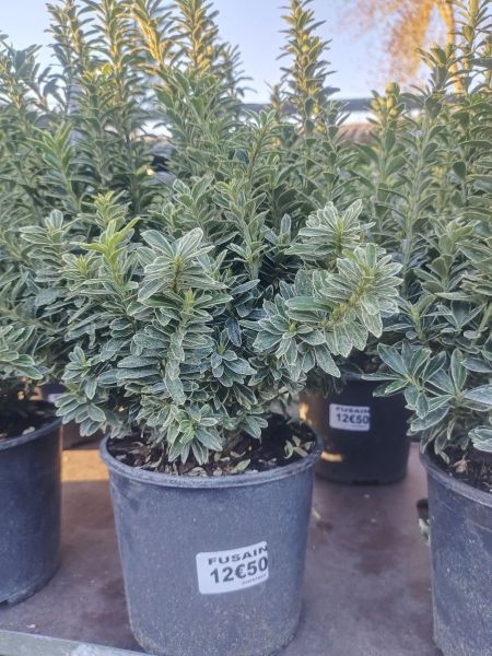 FUSAIN-DIVERS- 12€50