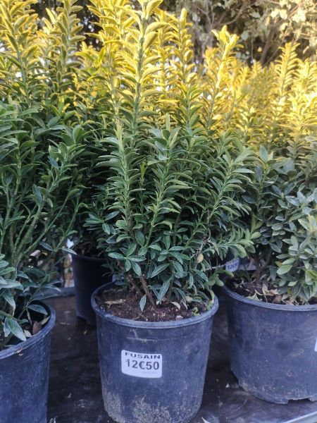 FUSAIN-DIVERS- 12€50