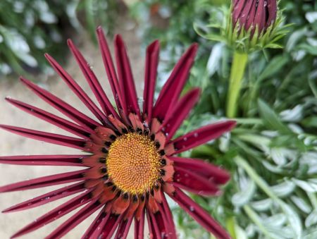 GAZANIA-EXTRA