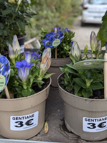 GENTIANE