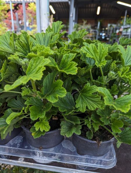 GERANIUM-ANTI-MOUSITQUE