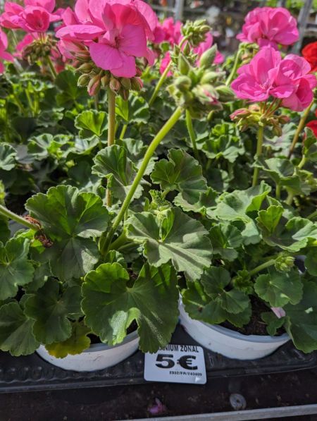GERANIUM-ZONAL-1