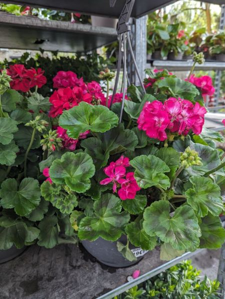 GERANIUM-ZONAL-SUSPENSION