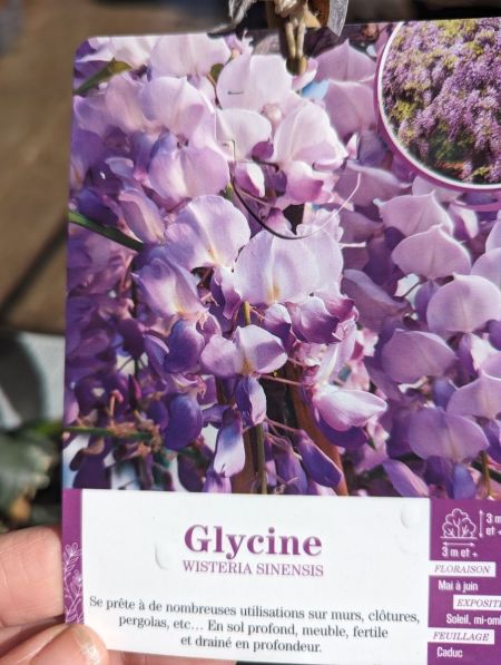 GLYCINE