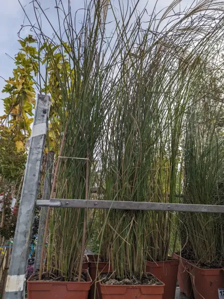 GRAMINES-MUHLENGERGIA-CAPILLARIS-ROSE