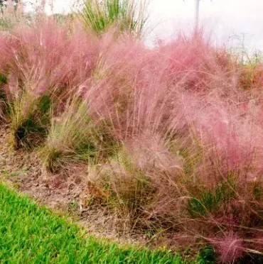 GRAMINES-MUHLENGERGIA-CAPILLARIS-ROSES