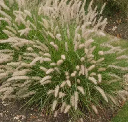 GRAMINES-PENNISETUM-ALOPECUROIDES-DANCE-WITH-ME