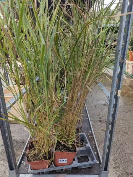 GRAMINES-PENNISETUM-ALOPECUROIDES