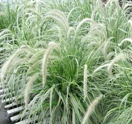 GRAMINES-PENNISETUM-SKYROCKET