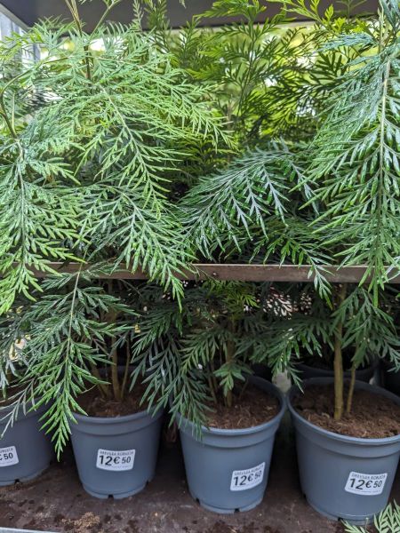 GREVILlEA-ROBUSTA 12€60