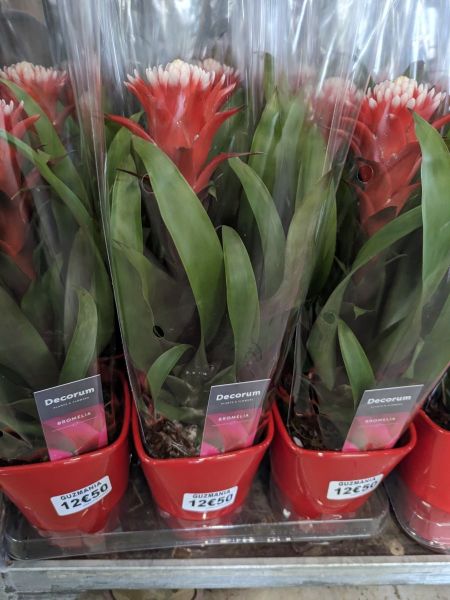 GUZMANIA-EN-POT-ROUGE-12E50