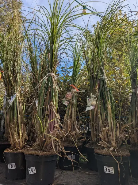 GYNERIUM-Herbe-de-Pampa-15E