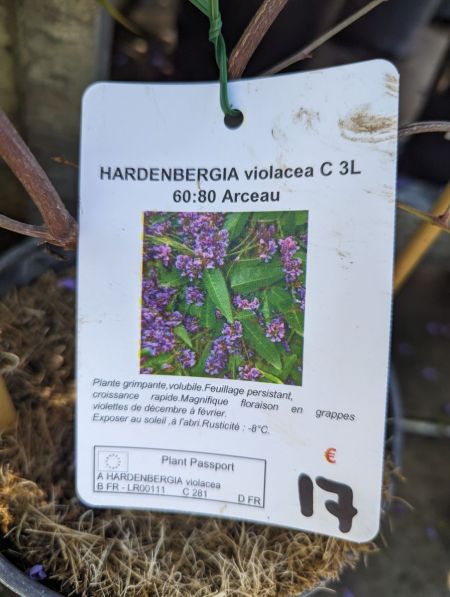 HARDENBERGIA-VIOLACE