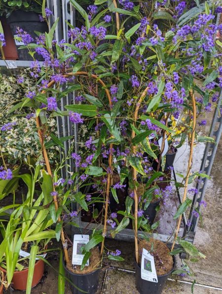 HARDENBERGIA-VIOLACEA-2