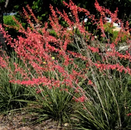 HESPERALOE-PARVIFLORA