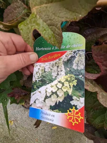 HORTENTIA-A-FEUILLE-DE-CHENE-1