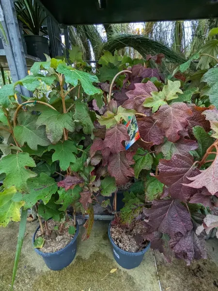 HORTENTIA-A-FEUILLE-DE-CHENE-2