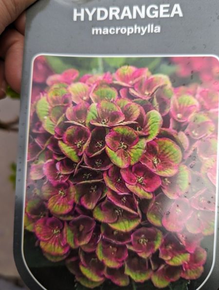 HORTENTIA-MACROPHILA-XL