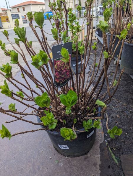 HORTENTIA-MACROPHILA