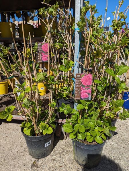 HORTENTIA-MACROPHYLLA-ROSE