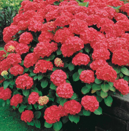 HORTENTIA-MACROPHYLLA-ROUGE