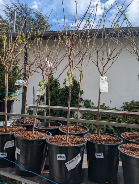 HORTENTIA-PANICULATA-SUR-TIGE