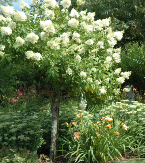 HORTENTIA-PANICULATA-SUR-TIGE