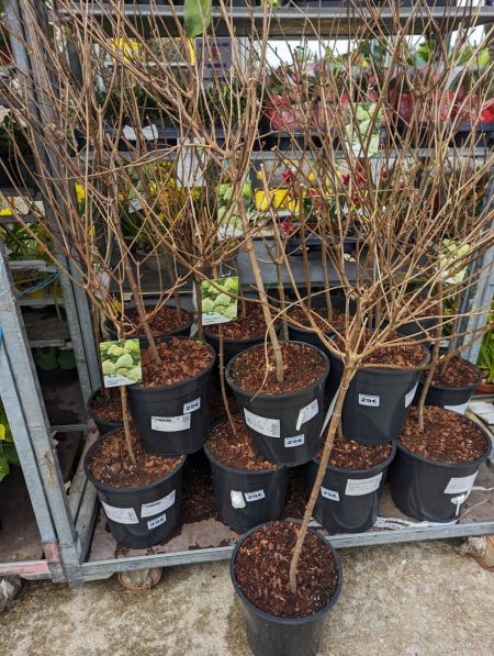 HORTENTIA-SUR-TIGE-LIMELIGHT