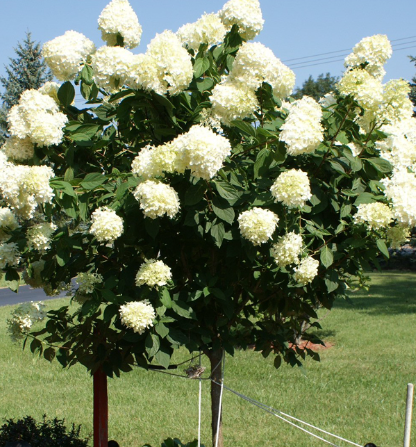 HORTENTIA-SUR-TIGE-LIMELIGHT