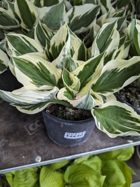 HOSTA-3