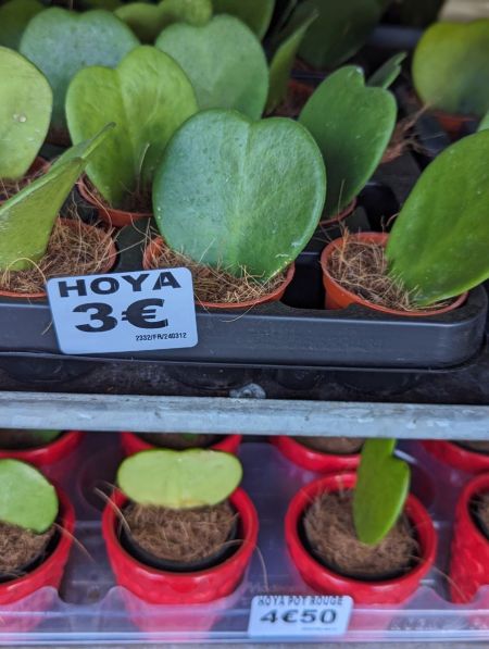 HOYA-DANS-POT-ROUGE