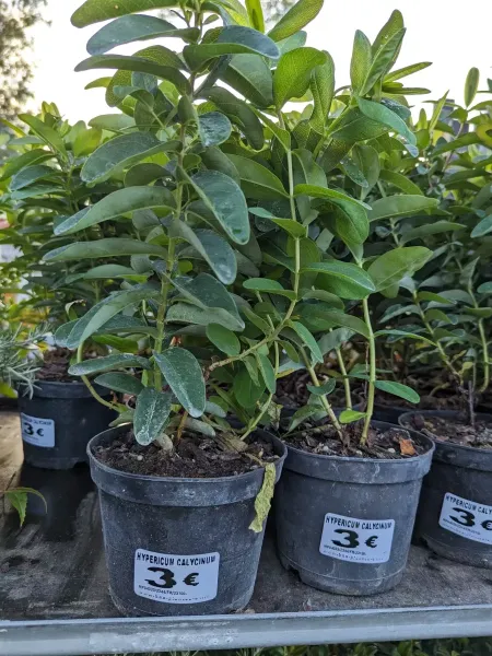 HYPERICUM-CALYCINUMS-2