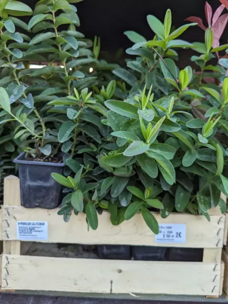 HYPERICUM-CALYCINUMS