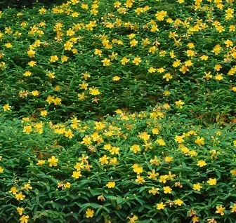 HYPERICUM-CLYCINUM-CS