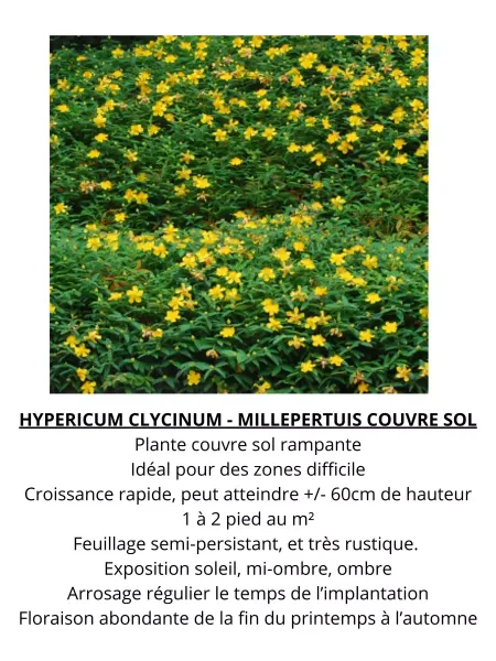 HYPERICUM-CLYCINUMS