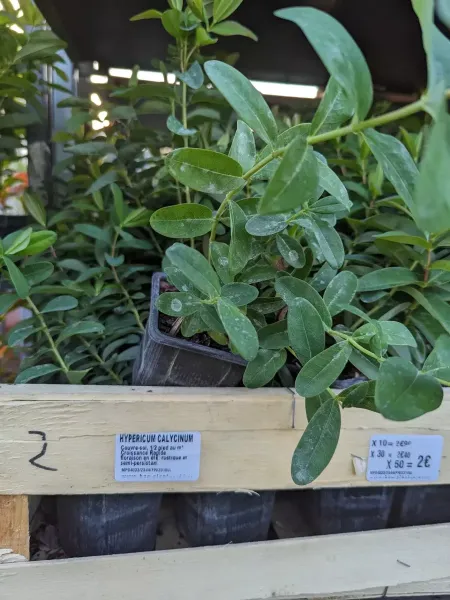 HYPERICUM-COUVRE-SOL