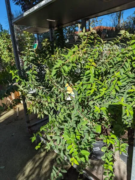 HYPERICUM-MILLEPERTUIS