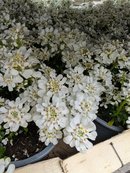 IBERIS-CORBEILLE-D-ARGENT