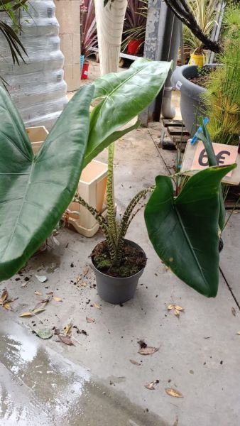 Alocasia Zebrina