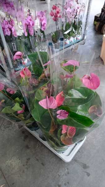 ANTHURIUM ROSE