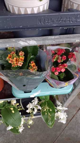 KALANCHOE