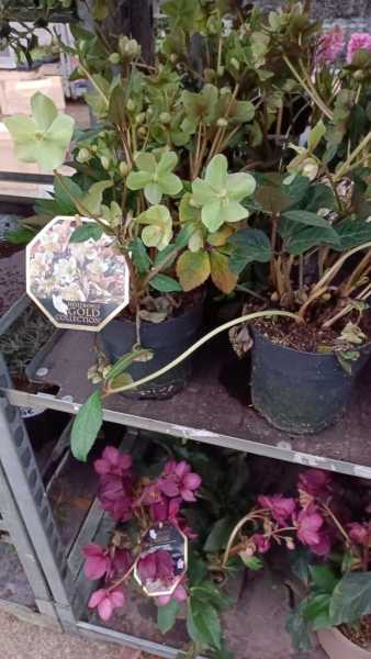 HELLEBORE - ROSE DE NOEL