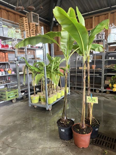 BANANIER MUSA BASJOO