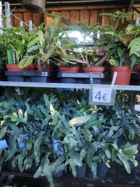 Plantes intérieures