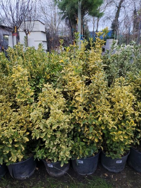 IMG_20240221_180117-1