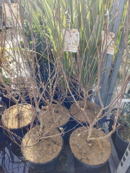 MAGNOLIA TULIPIER STELLATA