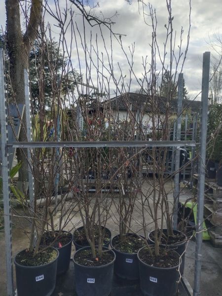 MAGNOLIA TULIPIER SOULENGEANA