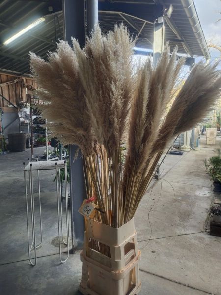 Tige de Herbe de Pampa