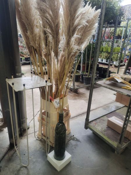 TIGES DE PAMPA POUR UN BEAU BOUQUET